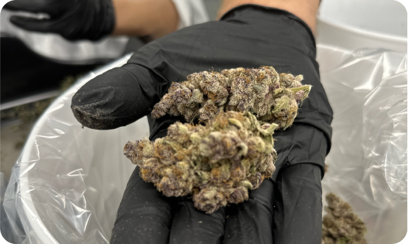 high quality cannabis flower