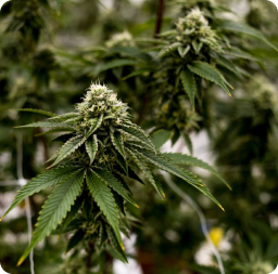 cannabis indoors farming faclity in Michigan-305 Farms 