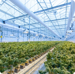 cannabis indoors farming building-305 Farms